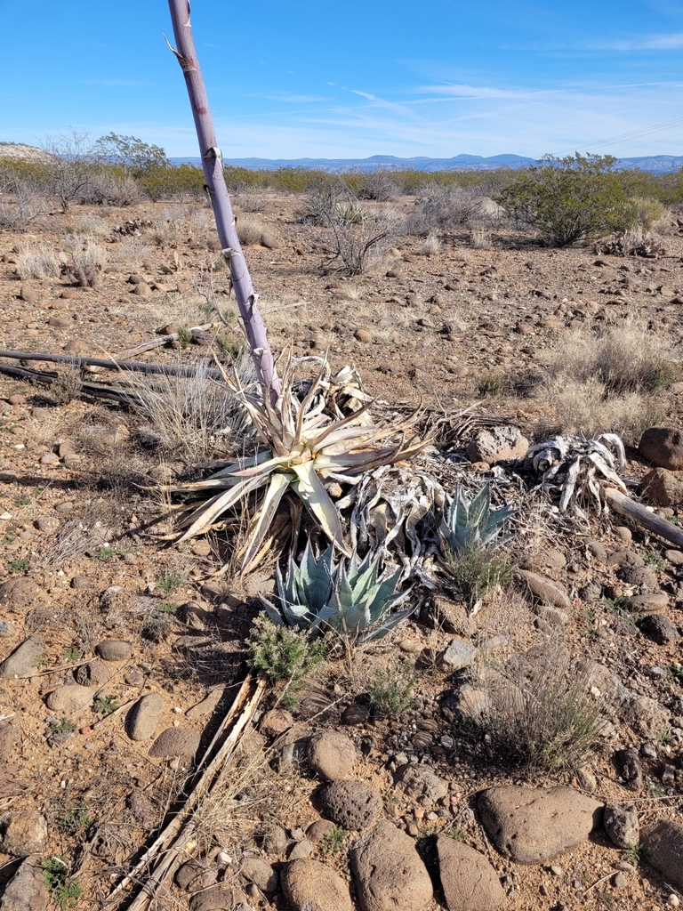 Agave delamateri