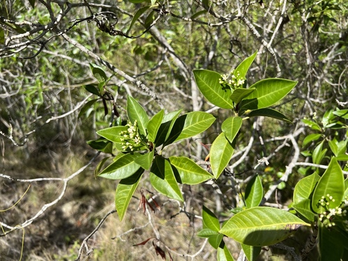 Psychotria revoluta