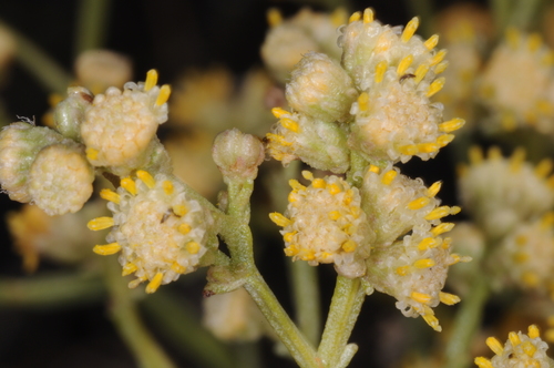 Baccharis articulata (Lam.) Pers.