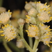 Baccharis articulata - Photo 由 Alicia Sersic 所上傳的 (c) Alicia Sersic，保留所有權利