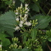 Mikania periplocifolia - Photo (c) Alicia Sersic, all rights reserved, uploaded by Alicia Sersic