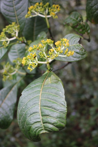 Psychotria bridsoniae