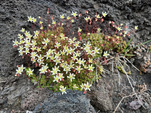 Saxifraga bronchialis