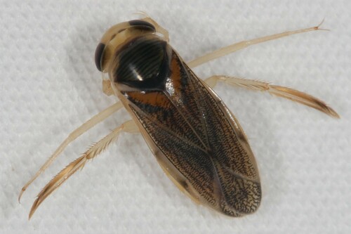 Corisella edulis (Champion, 1901)
