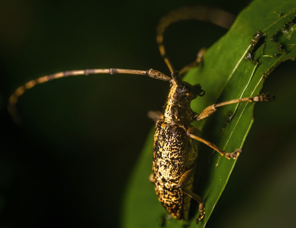 Acalolepta permutans permutans from 香港香港仔 on July 05, 2022 at 0831 PM
