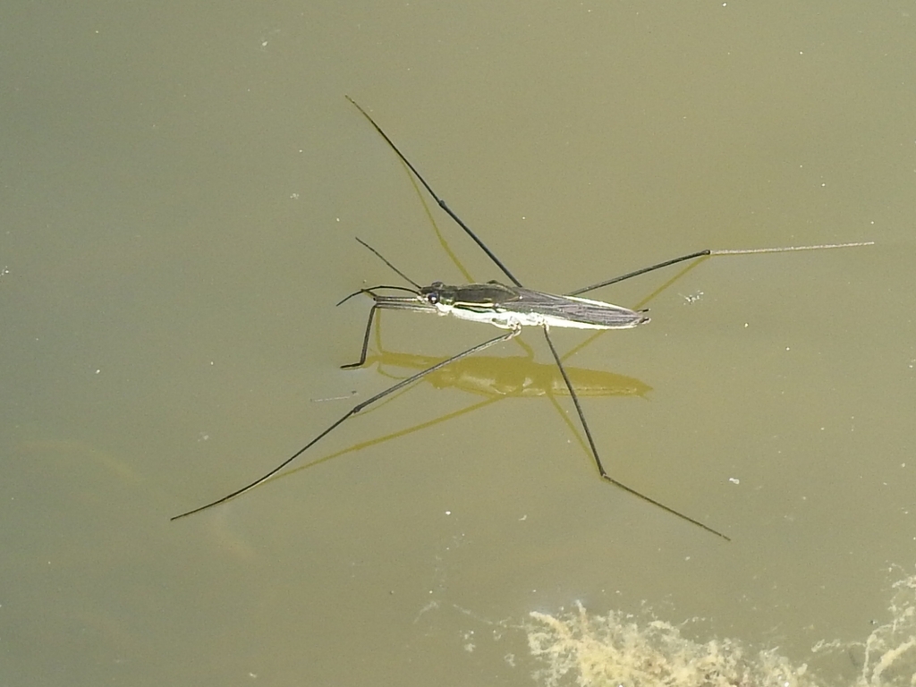 lake pondskater from Voisinage, 59510 Hem, France on September 07, 2021 ...