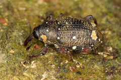 Image of Marshallius guttatus