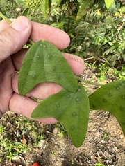 Passiflora biflora image