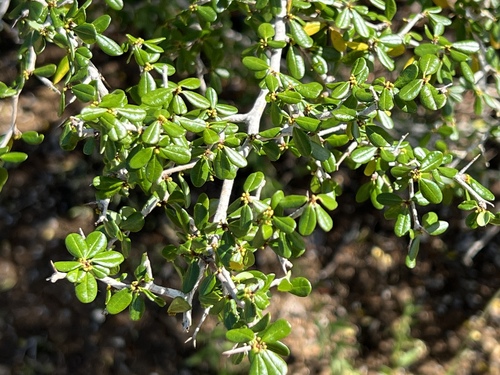 simpleleaf bushweed (Flueggea acidoton)