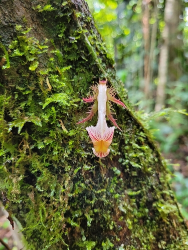 Drymonia rubripilosa