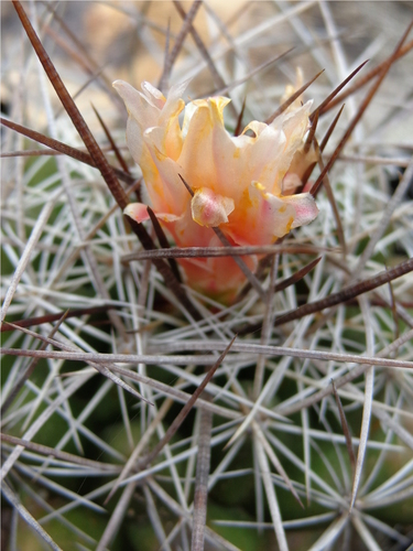 Thelocactus conothelos ssp. garciae