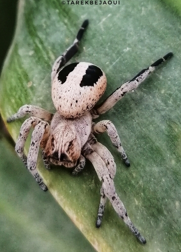 Stegodyphus lineatus