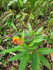 Asclepias curassavica image