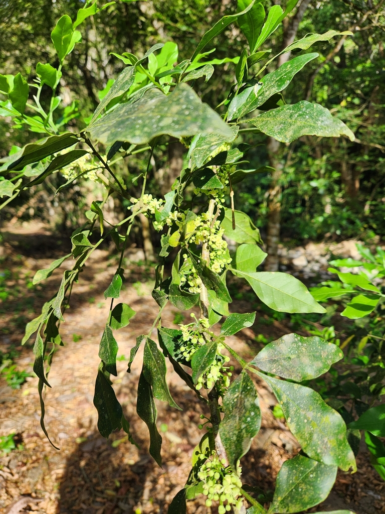 Trichilia havanensis from XJWH+9C6 Heredia, Provincia de Alajuela ...