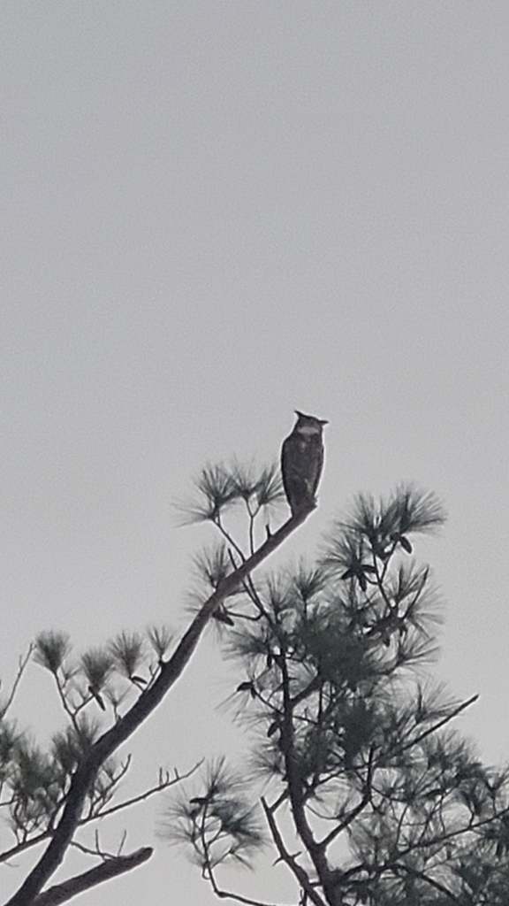Great Horned Owl from Murrells Inlet on January 1, 2023 by sayre dolan · iNaturalist