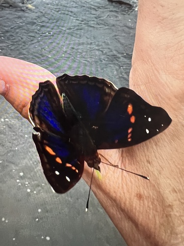 Agathina Emperor