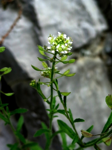 Sphaerocardamum