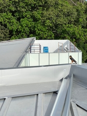 Falco rufigularis image