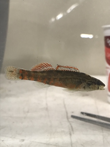 Gulf Darter
