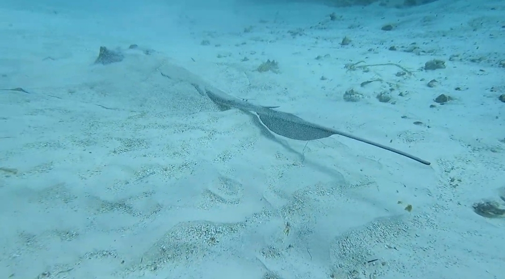 Southern stingray