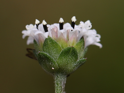 Snow Squarestem