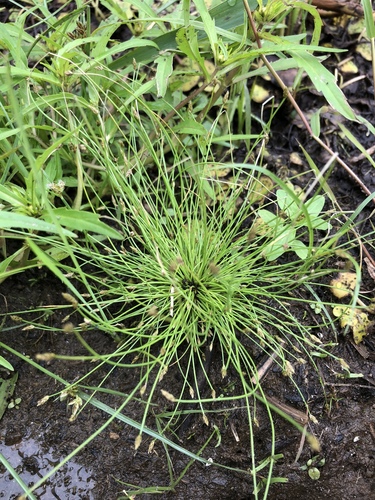 matted spikerush (Eleocharis intermedia)