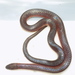 Reticulate Ground Snake - Photo (c) Alan Kramer, all rights reserved, uploaded by Alan Kramer