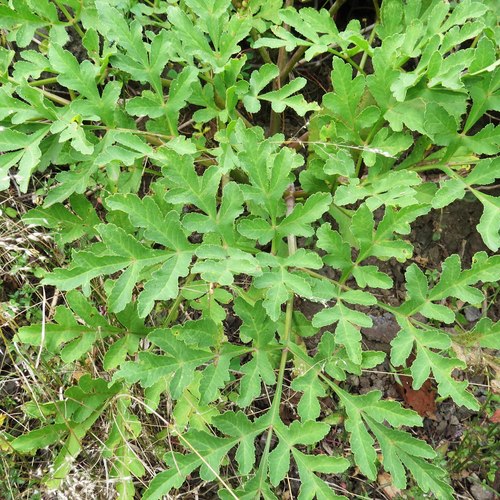 Prionosciadium thapsoides (DC.) Mathias