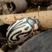 Parthenium Beetle - Photo (c) Lily Kumpe, all rights reserved, uploaded by Lily Kumpe