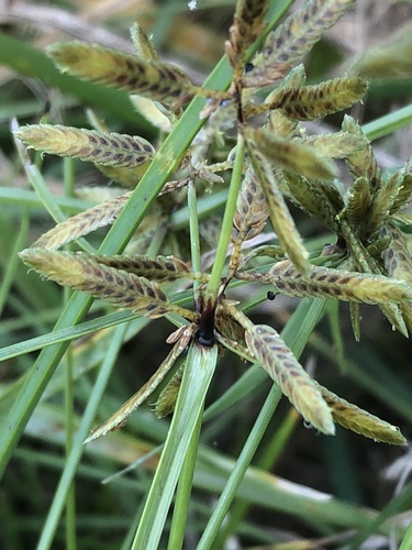 yellow flatsedge (Cyperus flavescens)