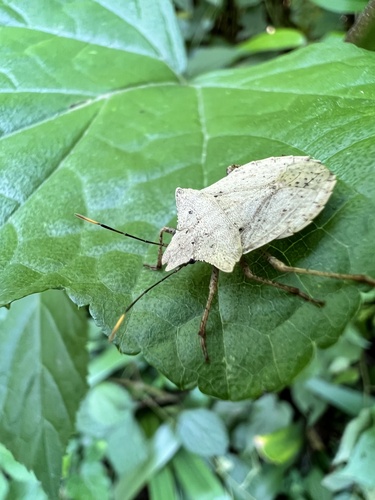 Drinostia fissipes