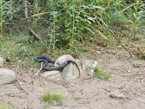 Eastern Brown Snake sighting