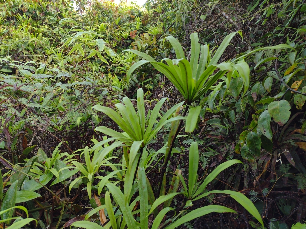Oleandra pistillaris (Oleandra pistillaris)