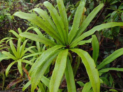 Oleandraceae