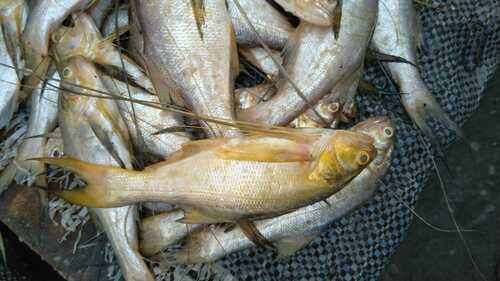 Royal Threadfin