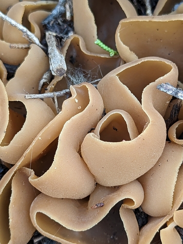iNaturalist observation photo of Cups