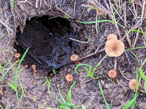 iNaturalist observation photo of Fungi Including Lichens