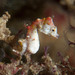 Observation photo