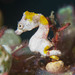 Observation photo