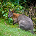 Red-necked Pademelon - Photo (c) nick_rogers, all rights reserved