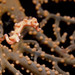 Observation photo
