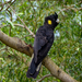 Yellow-tailed Black Cockatoo - Photo (c) nick_rogers, all rights reserved