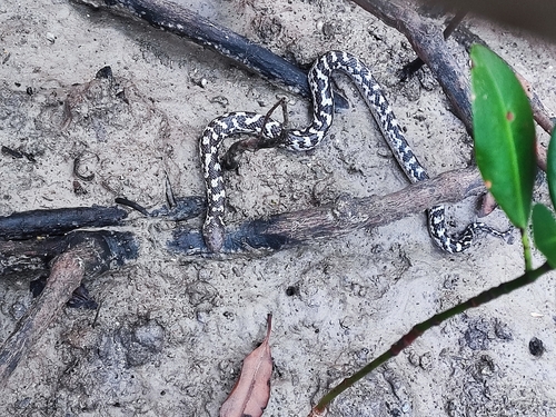 Richardson's Mangrove Snake