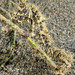 Observation photo