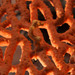 Observation photo