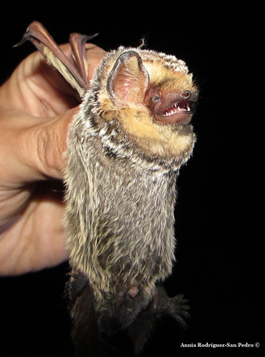 Southern Hoary Bat
