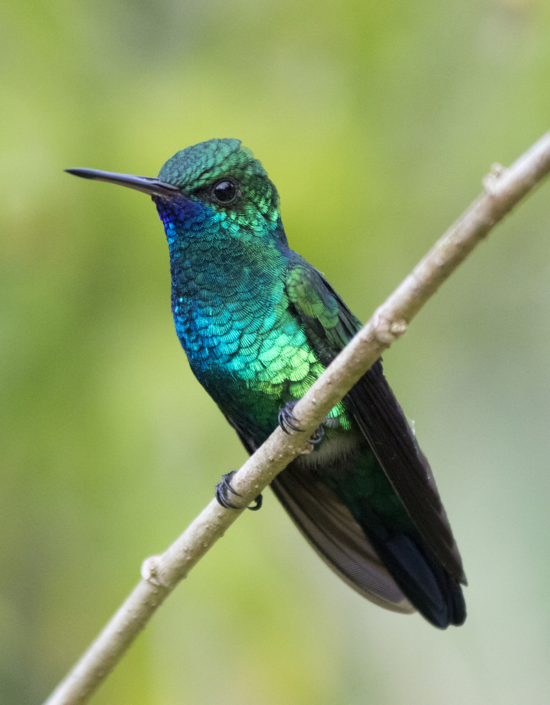 Blue-chinned Sapphire (Chlorestes notata) photo