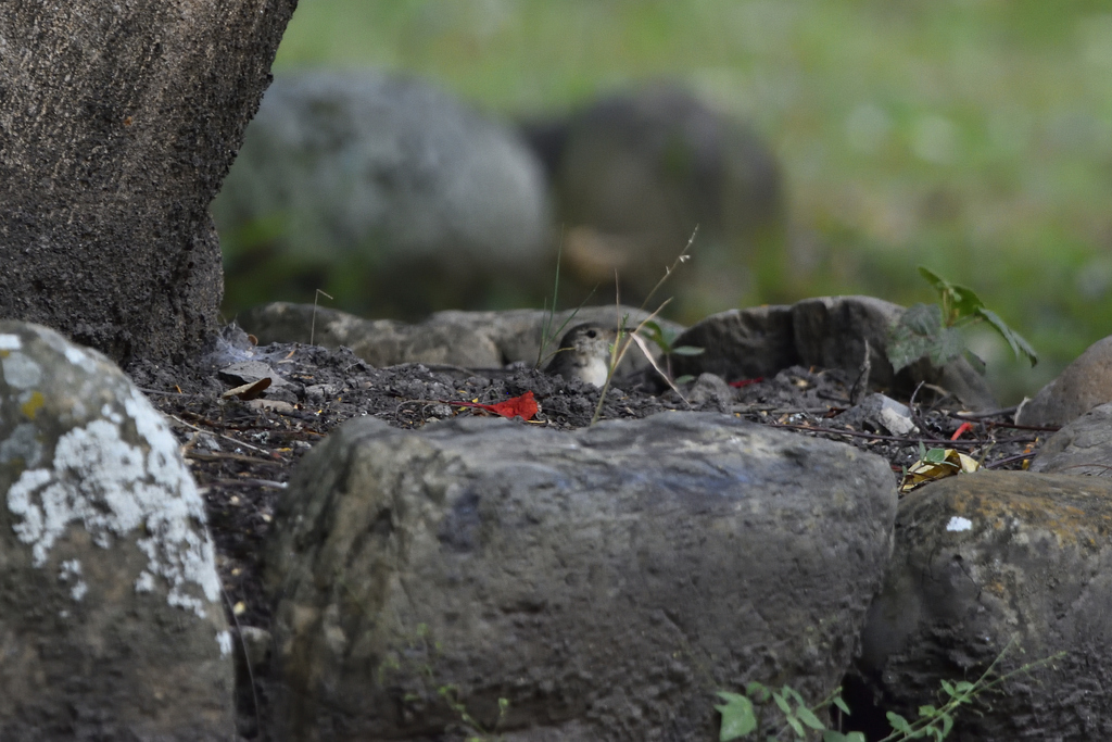 House Wren from Apulo, Cundinamarca, Colombia on January 4, 2023 at 11: ...