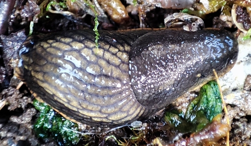Durham Slug