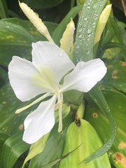 Hedychium coronarium image